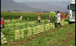 Potenciar capacidades locales para reconstruir y fortalecer la economía regional